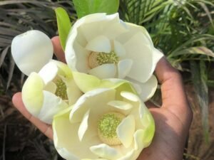 Magnolia Grandiflora
