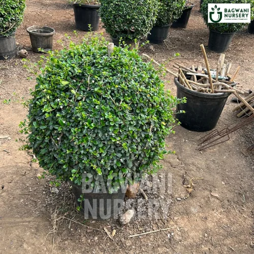 Malpighia Topiary Landscaping Ornamental Plants Malpighia Topiary Landscaping Ornamental Plants