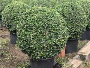 Malpighia Topiary