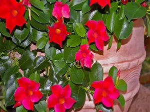 Mandevilla Vine Creeper (Red)