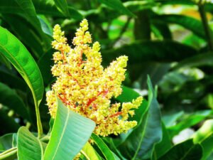 Mallika Mango plant