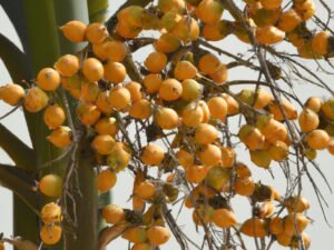 Exotic Aiphanes, Martinezia and Macaw Palm Plants for Sale