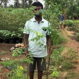 Melia Dubia (Malabar Neem) - The Finest Nursery In Saharanpur | Bagwani