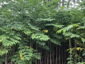 Melia Dubia (Malabar Neem)