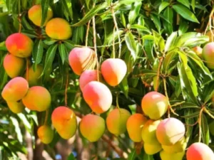 Japanese Miyazaki Mango plant