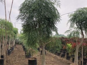 Moringa Drouhardii