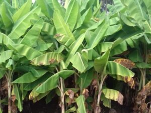 Musa Banana