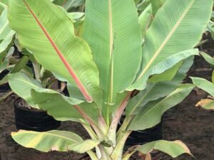 Musa Palm