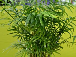 Bring Elegance to Your Home with the Chamaedorea Elegans Parlour Palm Plant