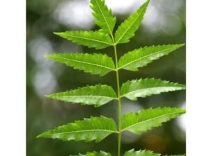 Neem tree, Azadirachta Indica Plant