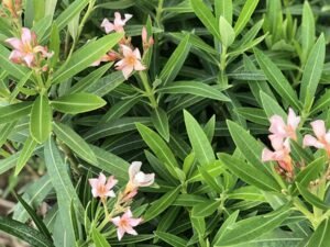 Nerium Oleander Variegated, Species