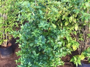 Nyctanthes Arbor-Tristis (Parijat)