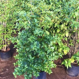 Nyctanthes Arbor-Tristis (Parijat)