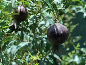 Ornamental Dwarf Pomegranate, Miniature Anar