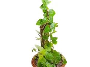 Buy Maghai Paan | Piper betel at Wholesale Price