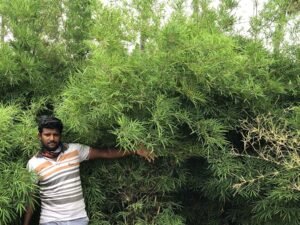 Painting Bamboo