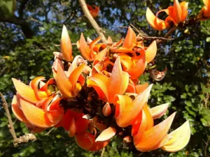 Palash, Butea monosperma, Flame of Forest