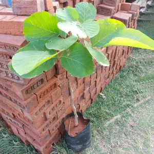 Safed Palash Butea monosperma (White)- Plant