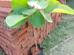 Safed Palash Butea monosperma (White)- Plant