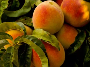 Grafted Peach, (Prunus persica) Aadu  plant
