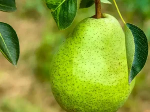 Pear plant Grafted, Nashpati Plant (Pyrus Communis)