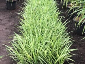 Pandanus