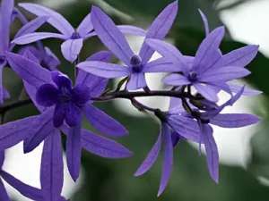 Petrea Volubilis Plant (Nilmoni Lata) Purple Color Plant
