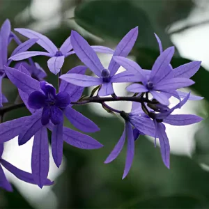 Petrea Volubilis Plant (Nilmoni Lata) Purple Color Plant