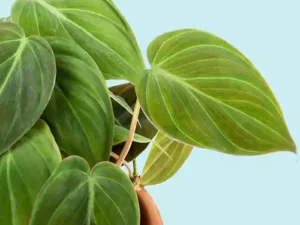 Philodendron Micans (Velvet Leaf Philodendron)