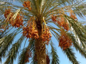 Fresh and Juicy Phoenix dactylifera Dates - A Delicious Treat from the Edible Date Palm Tree