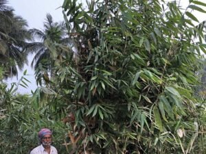 Phyllostachys Nigra (Black Bamboo)