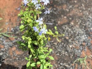 Plumbago Auriculata