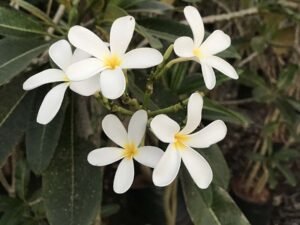 Plumeria Alba