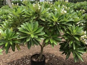 Plumeria American White
