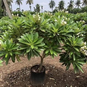Plumeria American White