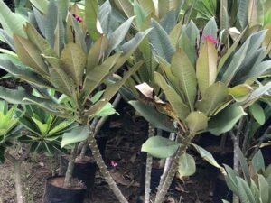 Plumeria Rubra