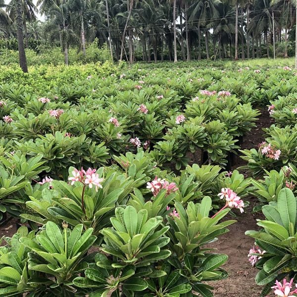 Plumeria Singaporensis