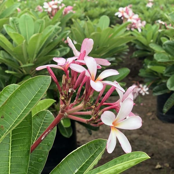 Plumeria Singaporensis