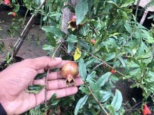 Pomegranate Punica granatum