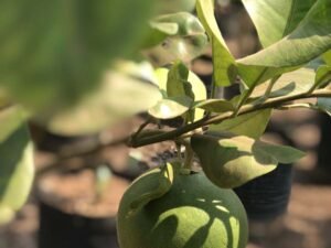 Pomelo Citrus Maxima