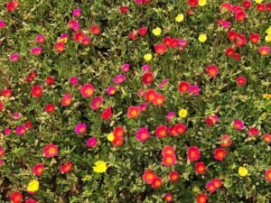 Portulaca Grandiflora
