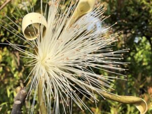 Pseudo Bombax Ellipticum