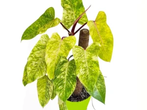Philodendron Painted Lady