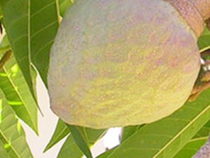 Ramphal Plant | Annona reticulata