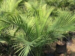 Ravenea Rivularis (Ravenea Palm)
