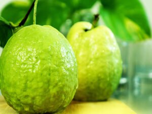 Red Guava plant (Lalit Variety)