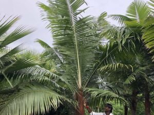 Red Neck Palm