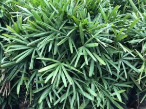 Rhapis Excelsa