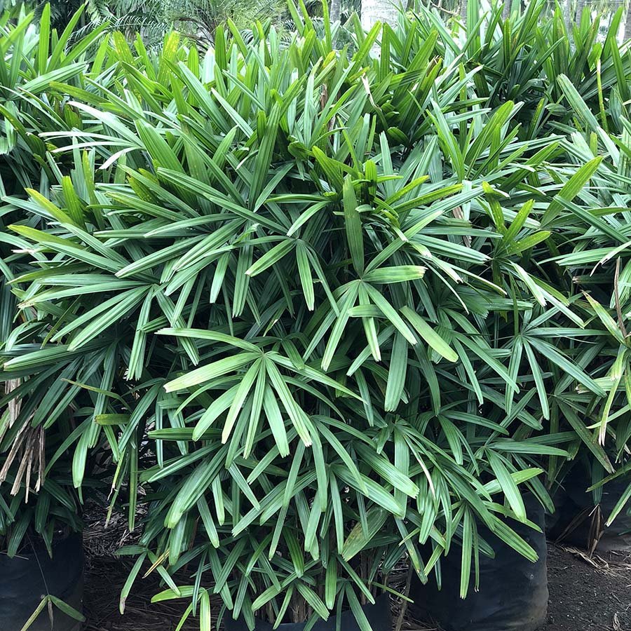 Rhapis Excelsa The Finest Nursery In Saharanpur Bagwani Wholesale Rhapis Excelsa The Finest Nursery In Saharanpur Bagwani Wholesale