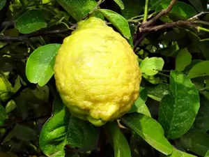 Rough Lemon Kaffir Lemon Citron